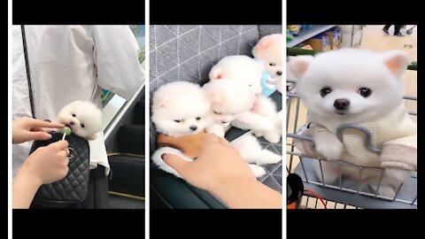 Cute Pomeranian puppy| ❤️🥰funny Pomeranian puppy