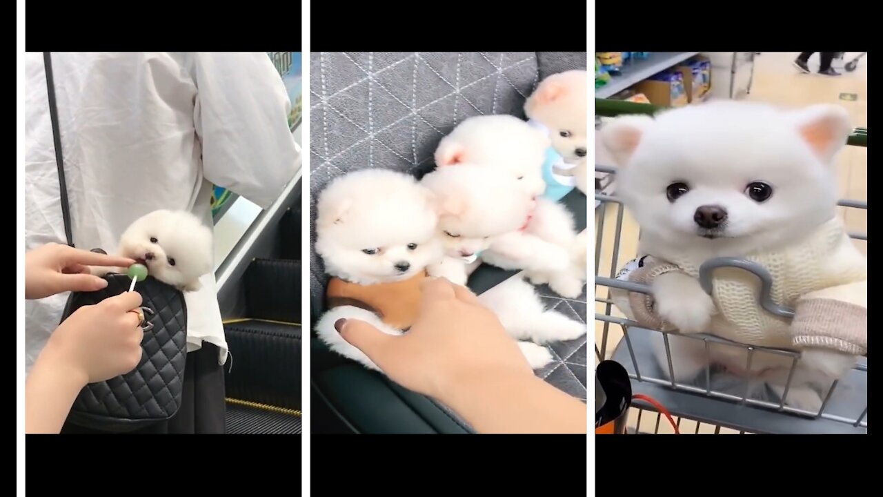 Cute Pomeranian puppy| ❤️🥰funny Pomeranian puppy