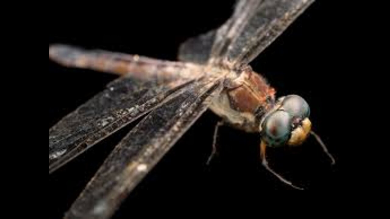 Dragonfly eating moth!