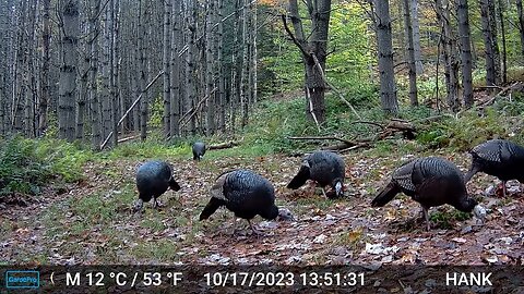 Amazing how fast the deer bounced through the gully