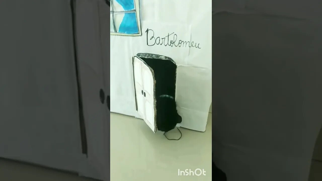 Gato Bartolomeu Tunico alegre final de semana chegou. Gato brincando na sua casa😺😺
