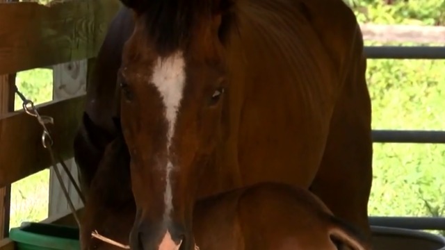 Foal born after horses rescued in Indian River County, recovering in Palm City