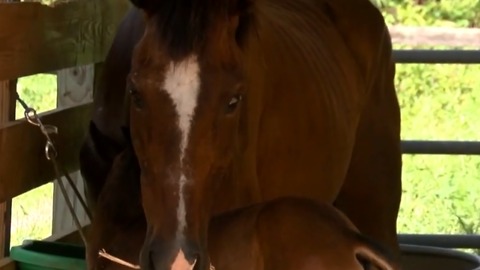 Foal born after horses rescued in Indian River County, recovering in Palm City