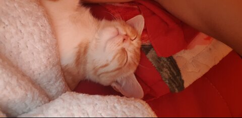 My cat game