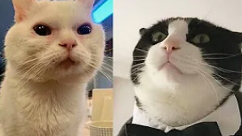 Try Not To Laugh 🤣 New Funny Cats Video 😹 - MeowFunny Par 1