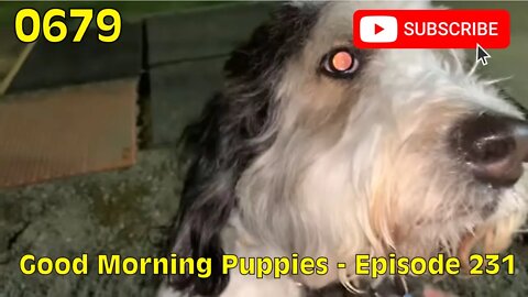 [0679] GOOD MORNING PUPPIES - EPISODE 231 [#dogs #doggos #doggies #puppies #dogdaycare]