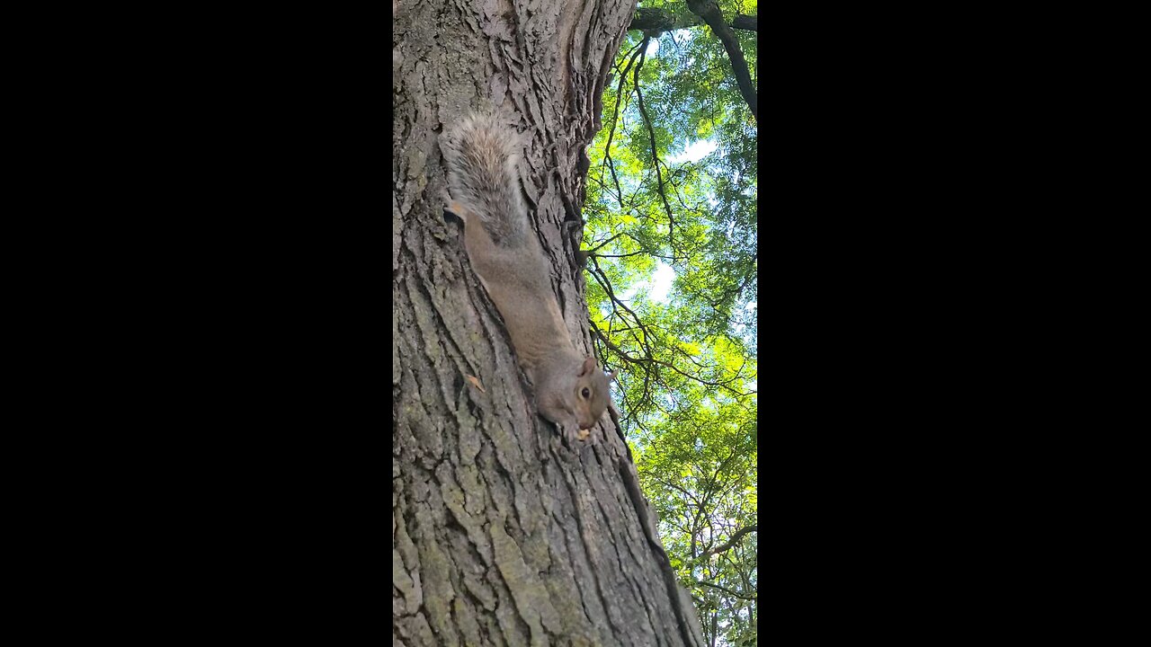 Белка лопает горех