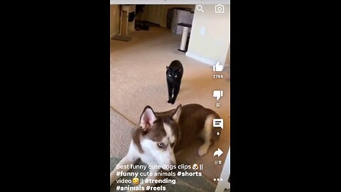 funny animals