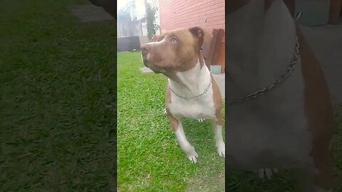 #hulk #pitbull #videos #shorts #pracima #vencedores