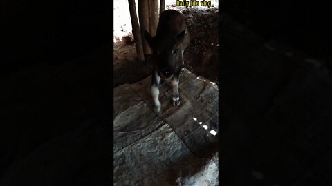 cute baby buffalo _Daily life vlog