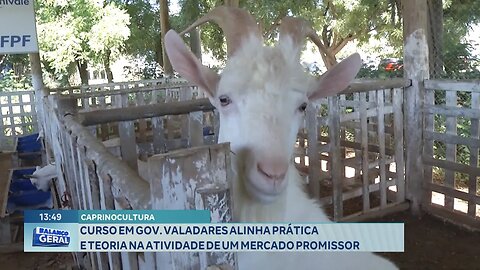 Caprinocultura: Curso em Gov. Valadares Alinha Prática e Teoria na Atividade de um Mercado Promissor