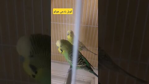 كوبل بادجي هوكو كيوت روعة