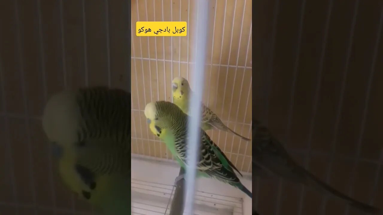 كوبل بادجي هوكو كيوت روعة