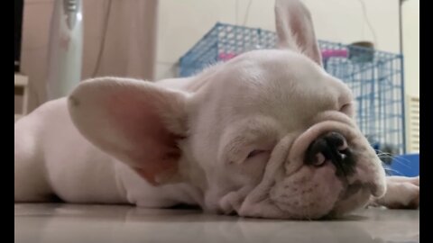 Sleepy French Bulldog Free Video