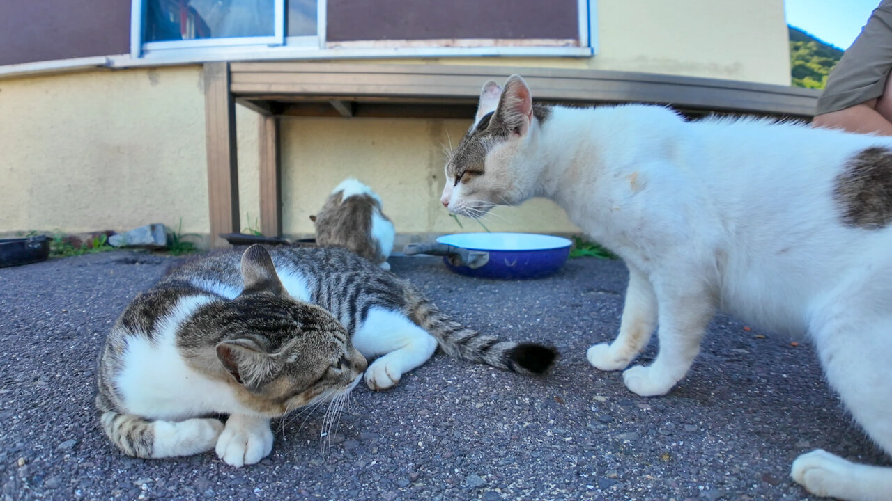 A lot of cats gather in front of the ferry terminal. And they fight.