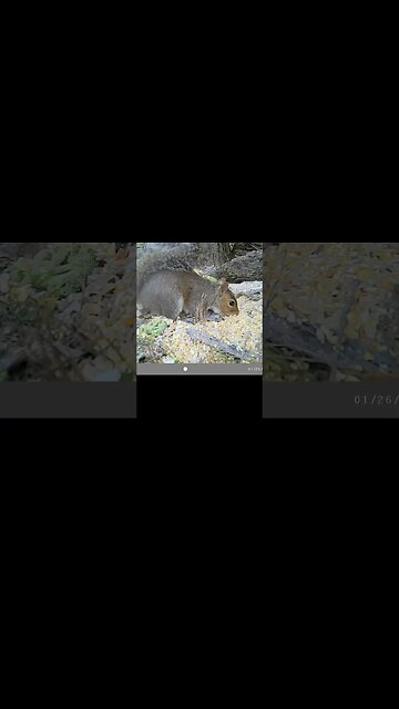 Squirrel 🐿️shovels 🥣corn 🌽in FAST 👀#cute #funny #animal #nature #wildlife #trailcam #farm #homestead