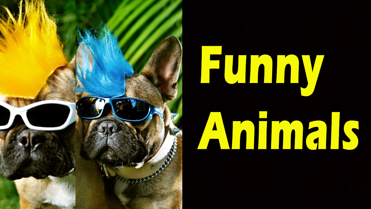 funny cats and dogs videos compilation