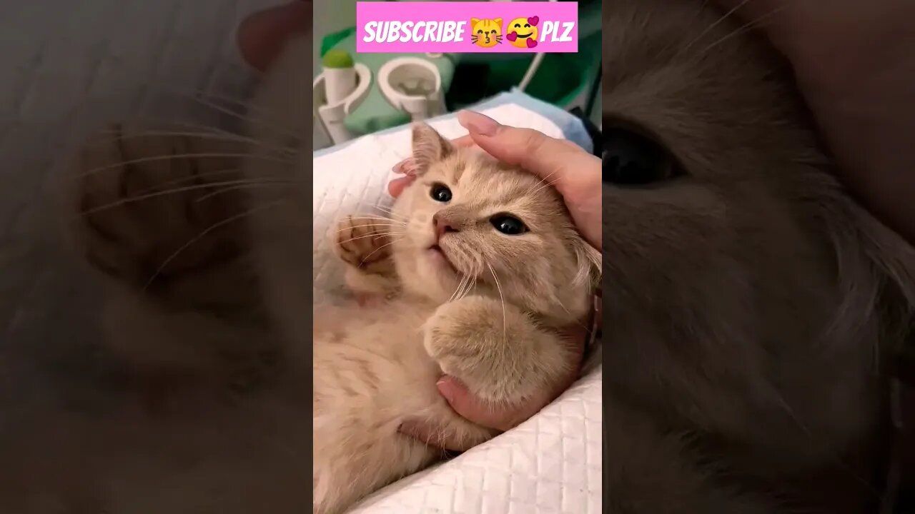 so cute cat! he feel good || 🥰😽🐱|| #shortsfeed #cat #youtubepets #catvideos