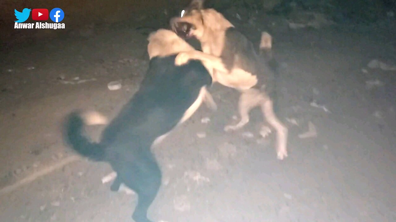 Dogs fight at night