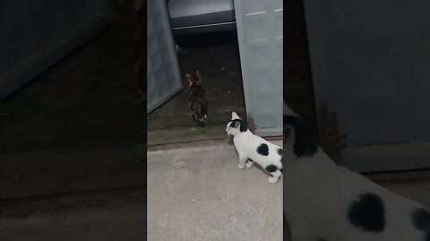 We Rescue Street Cats and Kittens Just Subscribe and Watch to Support