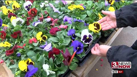 Weather delaying spring flowers