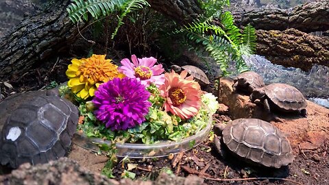 Oklahoma City Zoo Welcomes Five Giant Tortoise Hatchlings