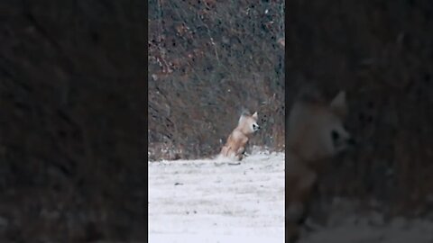 Stone Cold Coyote