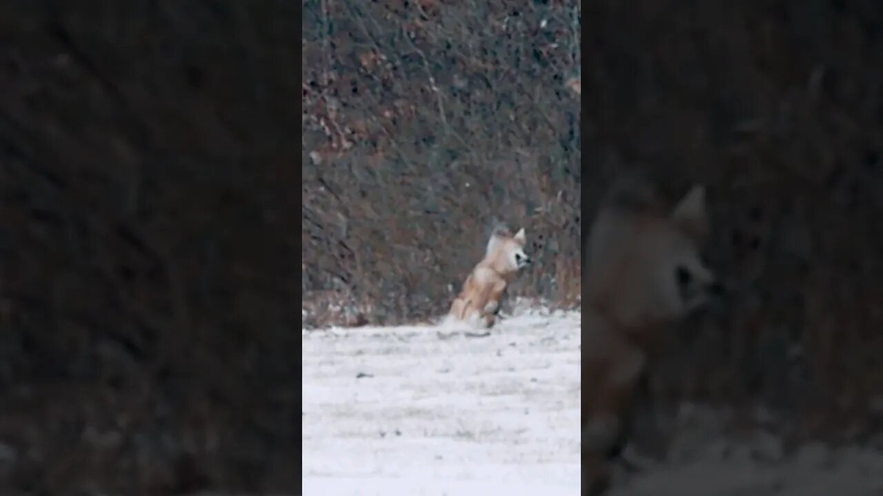 Stone Cold Coyote
