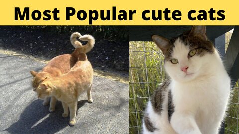Most popular funny cats compilation video