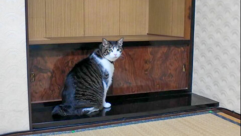 [Cat Inn] A cat came into the room and started exploring the room.