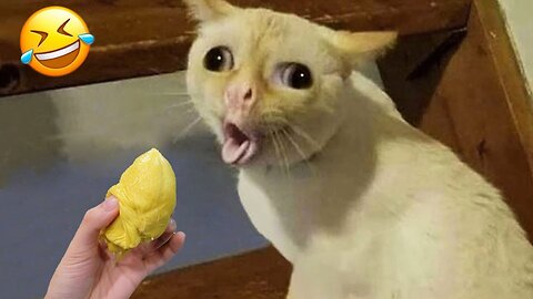 Try Not To Laugh Dogs And Cats 😁 - Best Funniest Animals Video 2023
