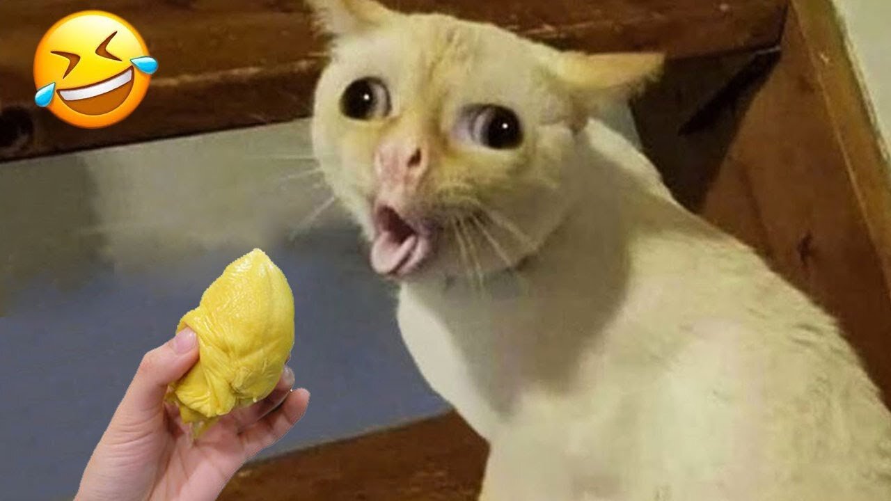 Try Not To Laugh Dogs And Cats 😁 - Best Funniest Animals Video 2023