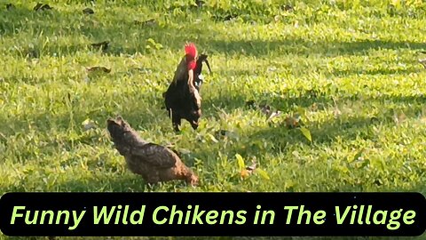 Wild chickens in the village