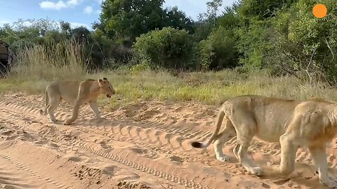 lion vs wildebeest