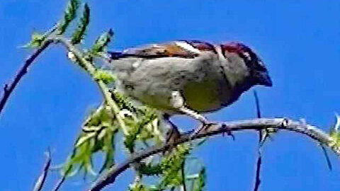 IECV NV #289 - 👀 House Sparrows In The Out Back 5-3-2017