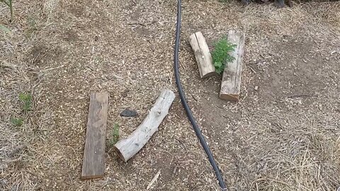 Garden tour 6/19/2022