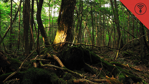 Stuff You Should Know: Internet Roundup: Japan's Suicide Forest & the Salmon Cannon