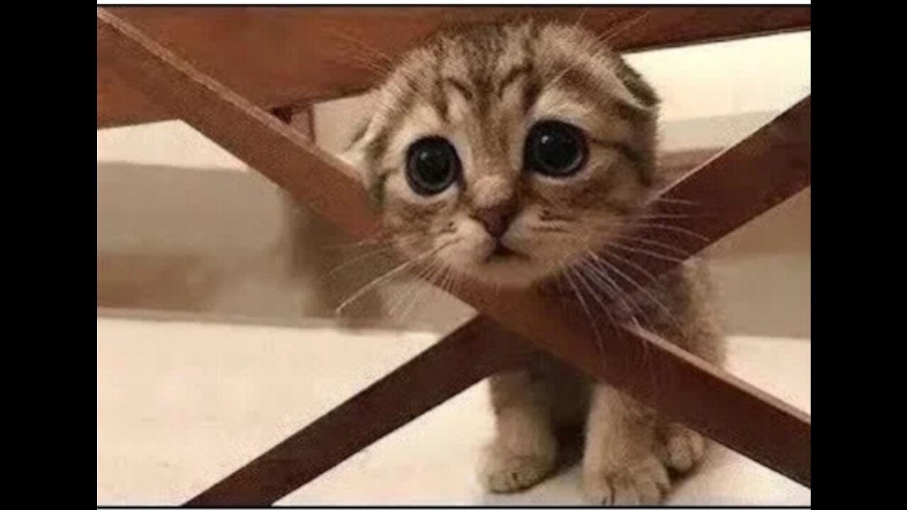 ๐Cute And Funny Pets | Try Not To Laugh To These Pets Compilation #1๐ Tipstimer