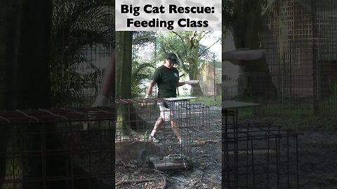 Feeding Class, part 4 of 12 @ Big Cat Rescue