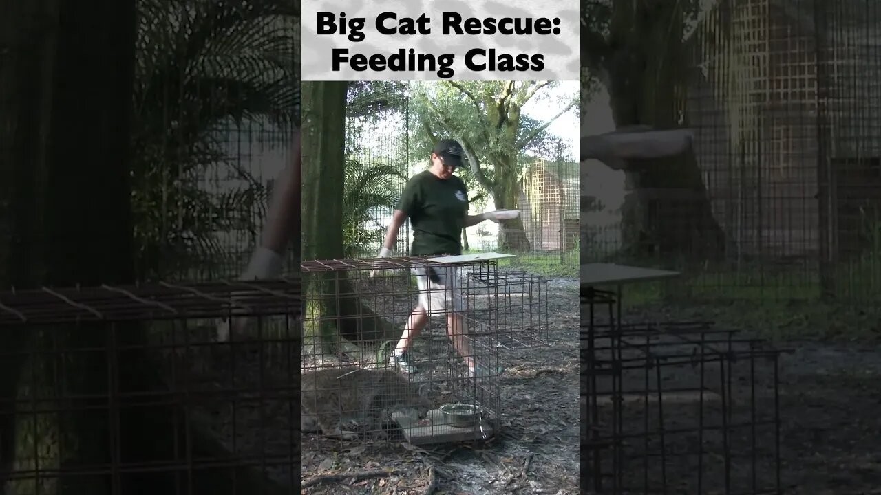 Feeding Class, part 4 of 12 @ Big Cat Rescue