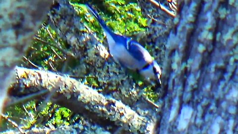 Blue jay