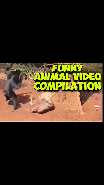 Funny videos _funny animal video compilation