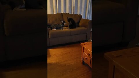 S ickets Snickers Jellybean love to play