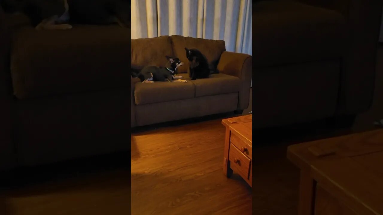 S ickets Snickers Jellybean love to play