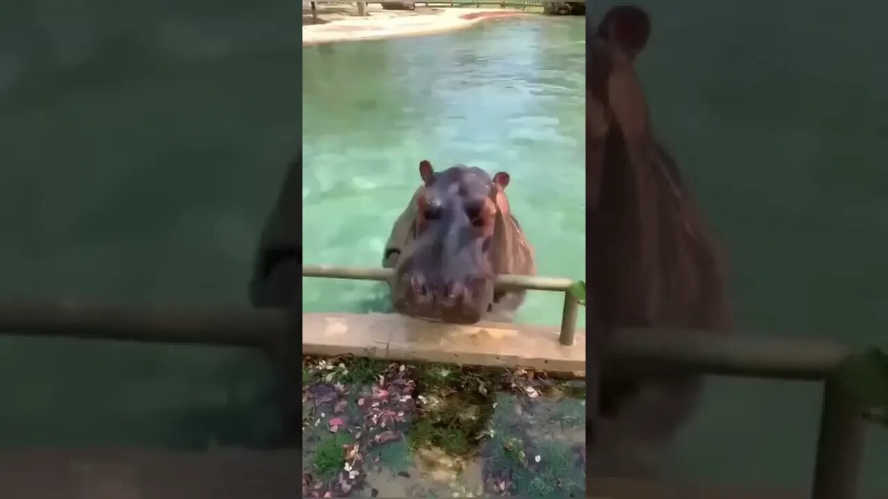 O hipopótamo virando mortal