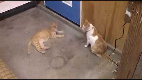 Cats Bring Mouse Into The House And Can't Catch It