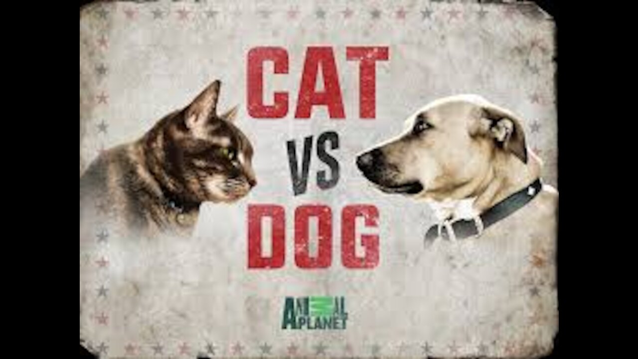 Dog and cat fight and new and unique punches