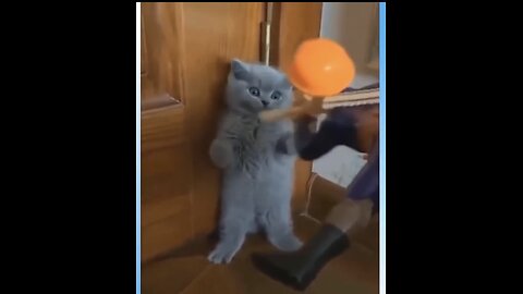 TryNotToLaugh Funny Animals Videos 😂 #FunnAnimalVideos - #FunnyCats 😺 and #FunnyDogs 🐶 Moments