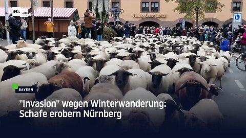 "Invasion" wegen Winterwanderung: Schafe erobern Nürnberg