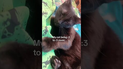 #mycat #blackcats #blackcatlover #catsoftiktok #fyp #cutecats #cutecatsoftiktok